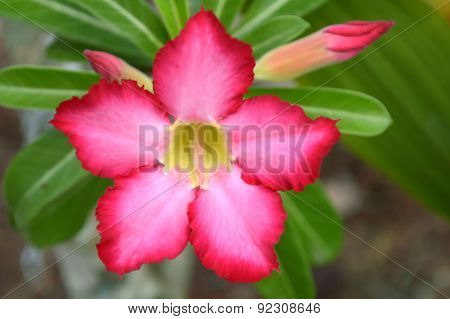 Sabi star flower Adenium odesum Family Apocynaceae Central of Thailand
