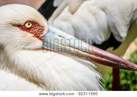 Stork close up