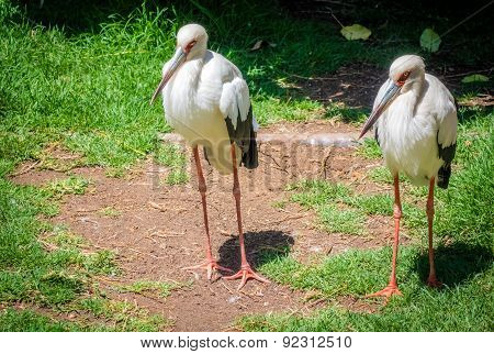 Two storks