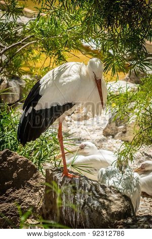 Single stork in a zoo