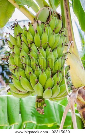 Organic Bananas