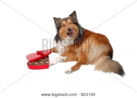 Valentine heureux jour chien