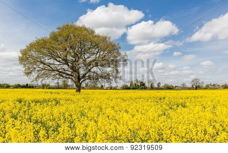 Rape Seed