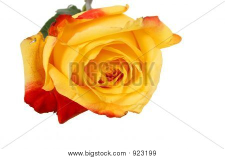 Valentine Day fleur