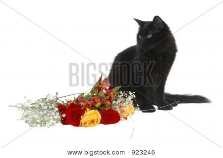 Romantique Cat 4