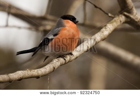 bullfinch