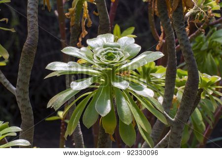 Tree Aeonium (aeonium Arboreum)