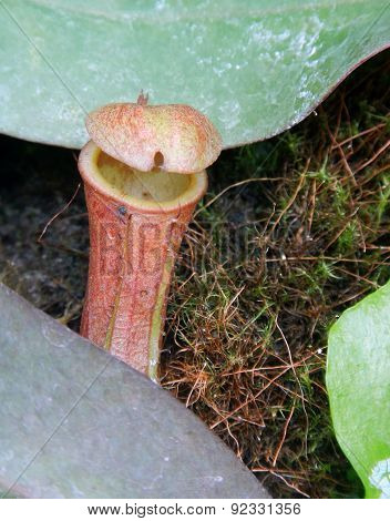 Pitcher Plant (nepenthes Sp.)