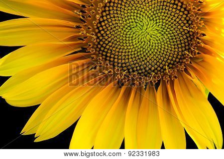 Sunflower backlit on a black background