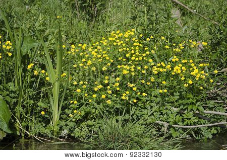 Yellow spring flowers in the grass