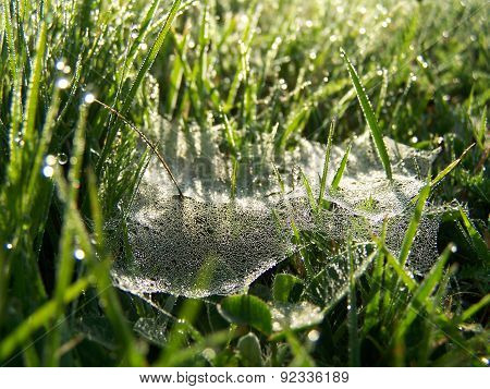 Morning dew