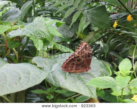 Farfalla In giardino