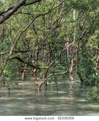 Mangrove Forest