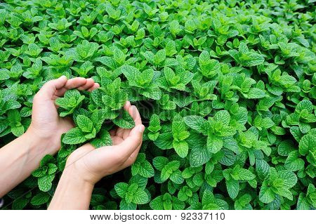 green mint plant grow at vegetable garden