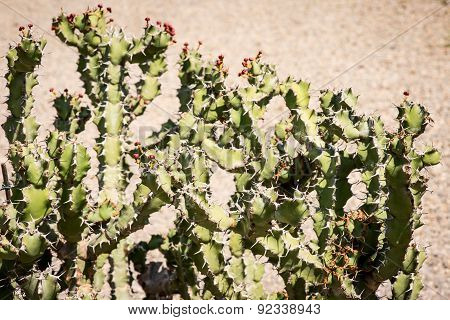 Euphorbia caerulescens plant