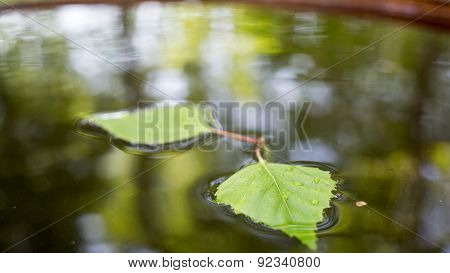 green leaf with water drops
