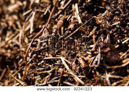ant hill