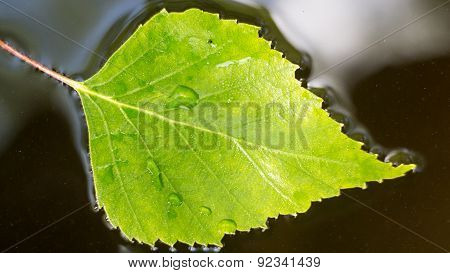 A single leaf in very still water