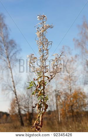 Autumn Landscape. Dry Flower Fireweed On A Blurred Background.