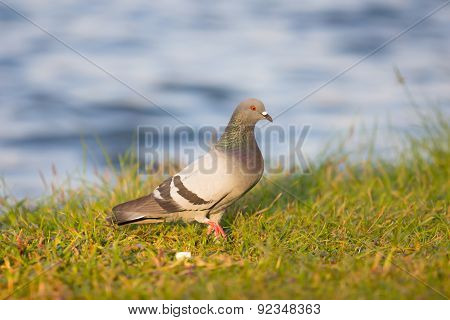 Bird in the Garden