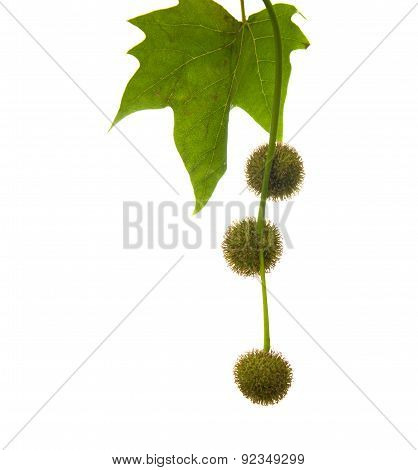Agregate Balls Of The Seeds Of A Plane Tree