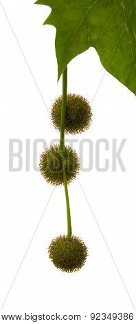 Agregate Balls Of The Seeds Of A Plane Tree