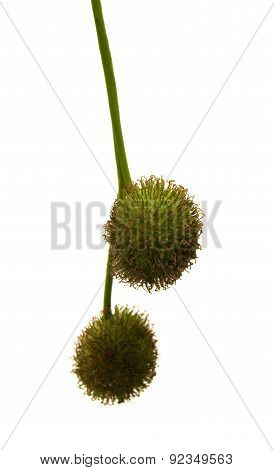 Agregate Balls Of The Seeds Of A Plane Tree