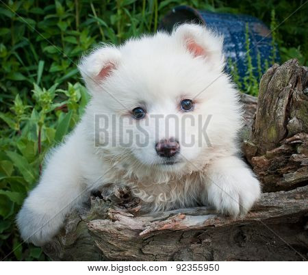 Huskimo Puppy