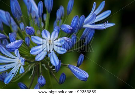 Blue flower in a corner on a blurry green background