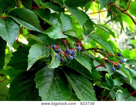 Ampelopsis