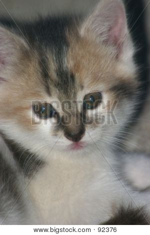 Kattunge 2
