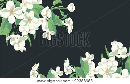 floral illustration of apple tree blossom