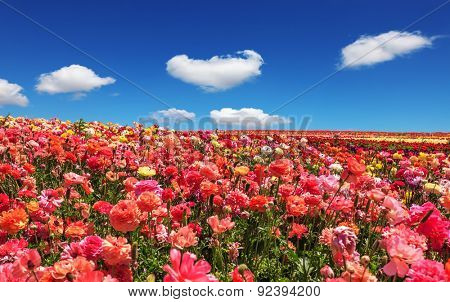 Picturesque field of the blossoming buttercups. Spring flowering garden large buttercups- ranunculus. Flowers are grown for export in the Nordic countries