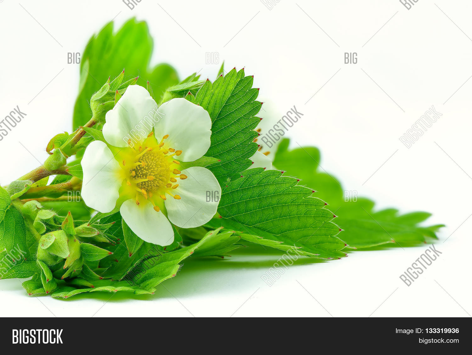 Image Preview