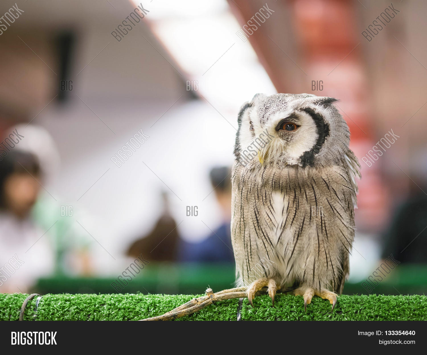 Image Preview