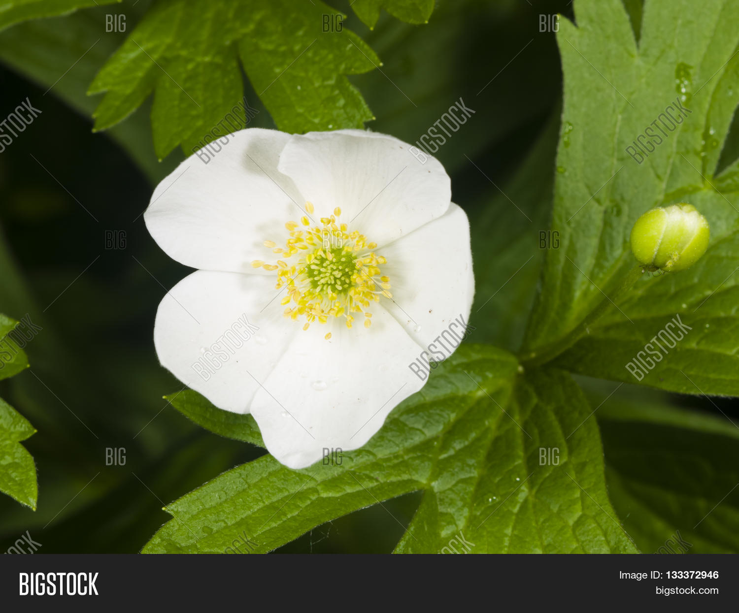 Image Preview