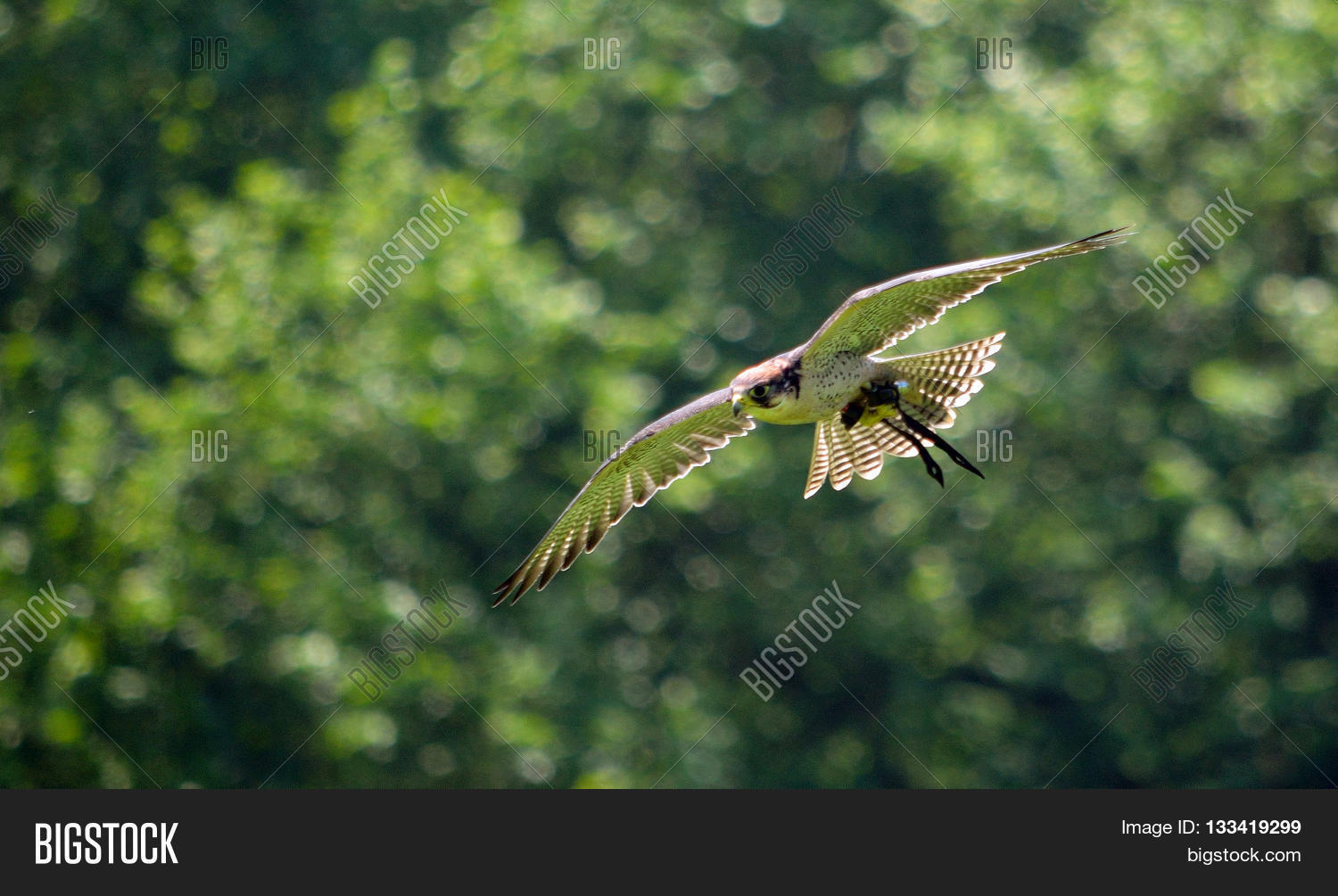 Image Preview