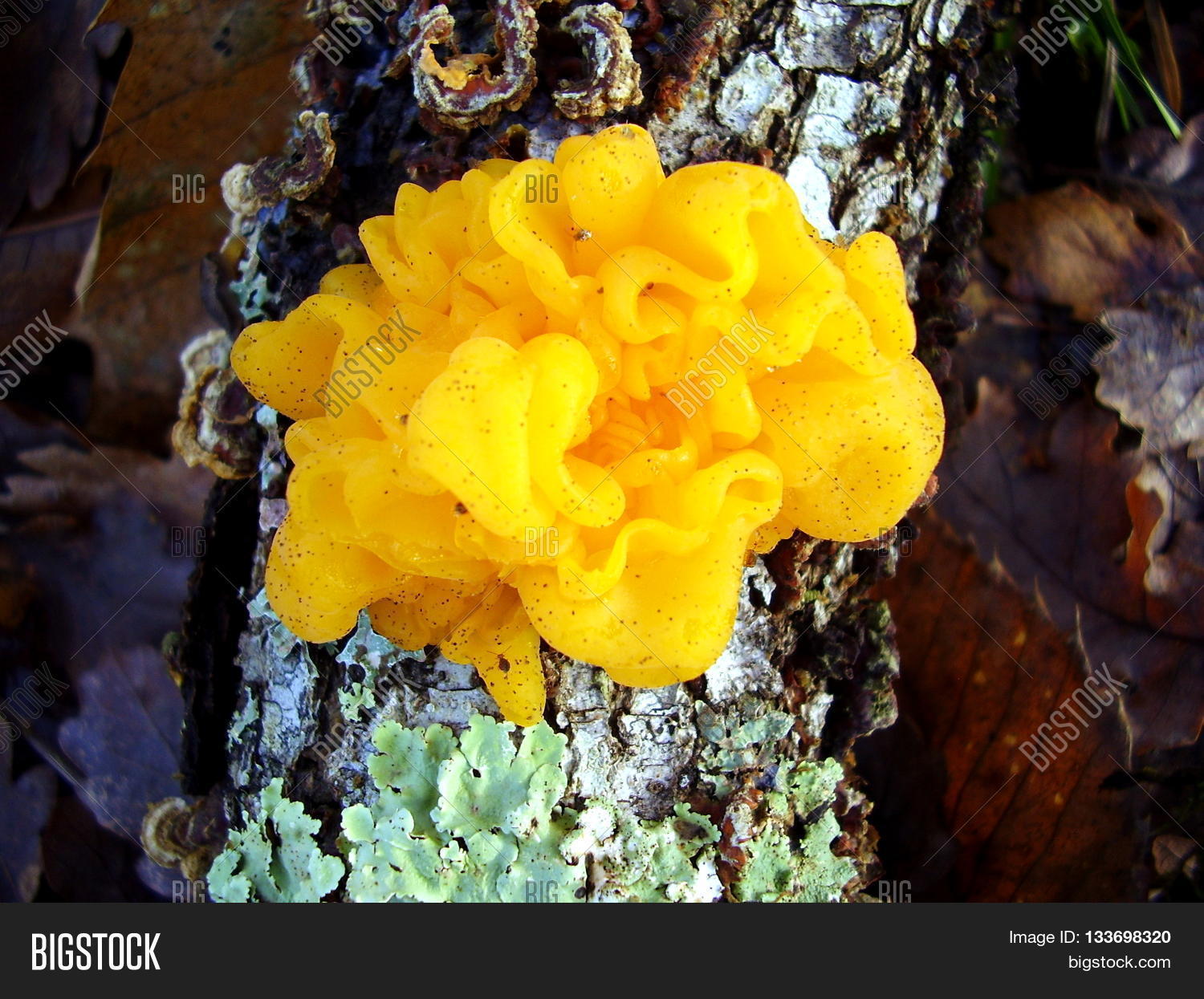 Image Preview