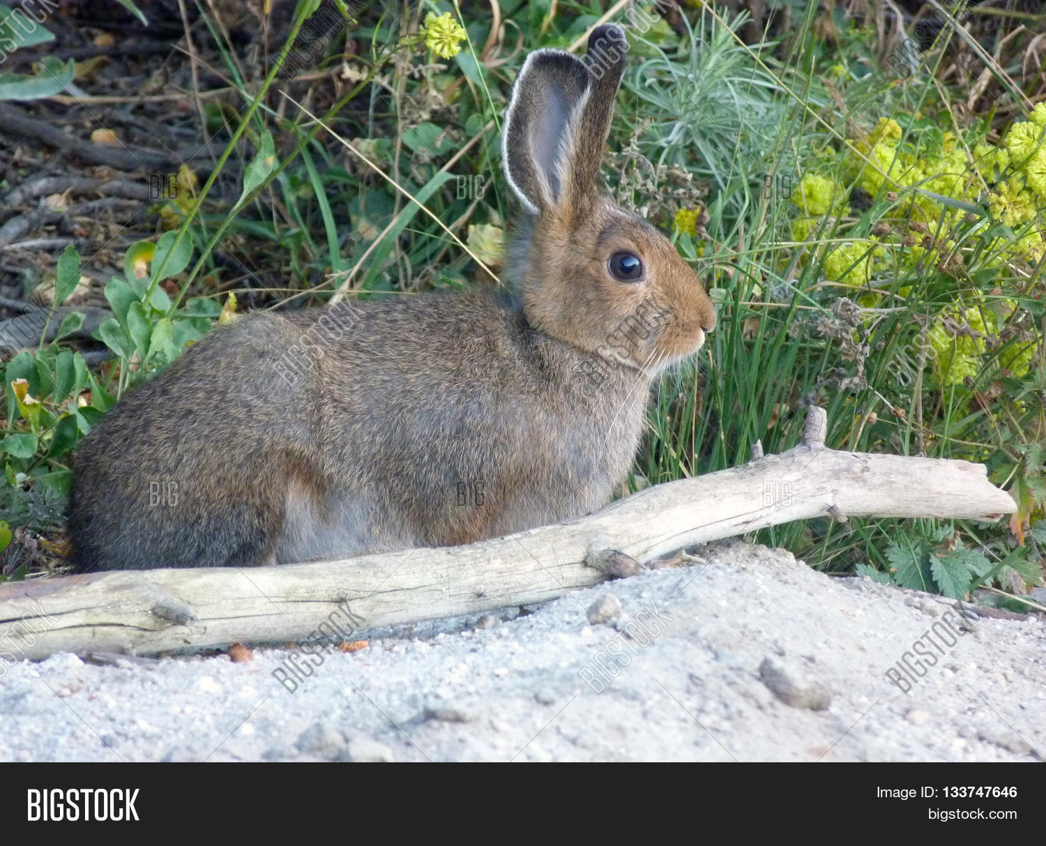 Idaho Cottontail Image & Photo (Free Trial) Bigstock