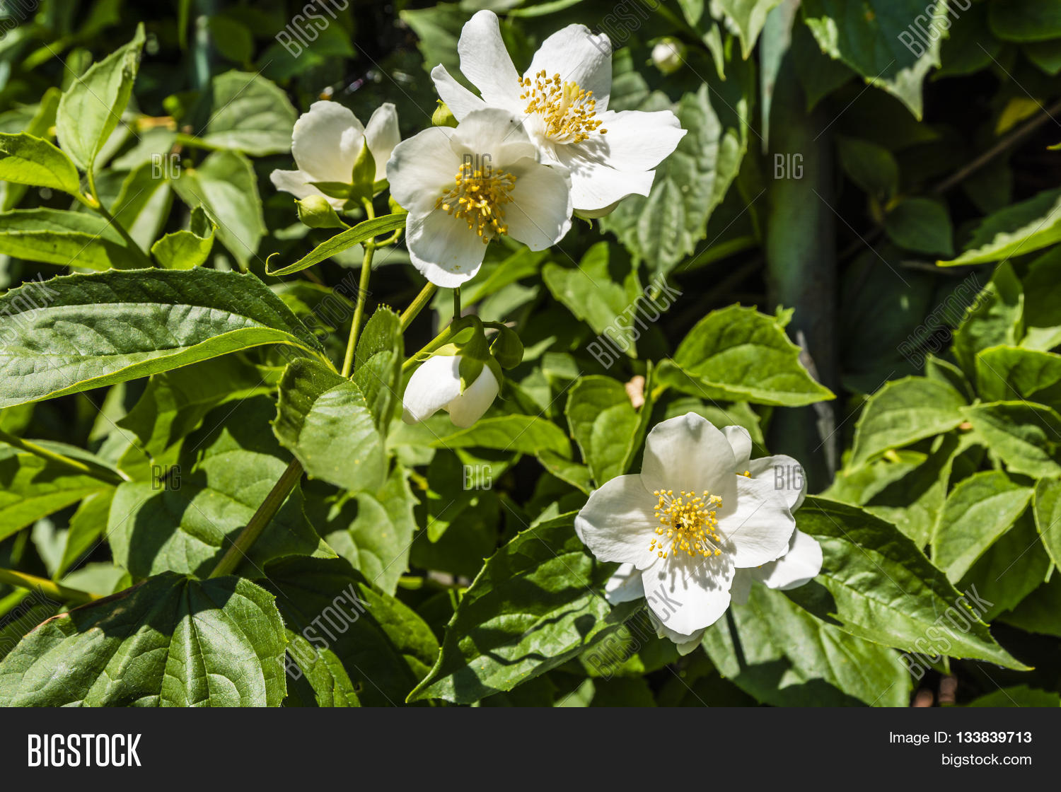 Image Preview