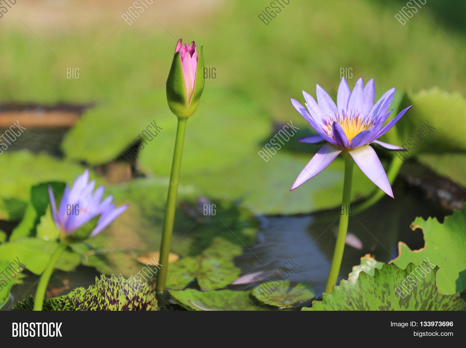 Image Preview