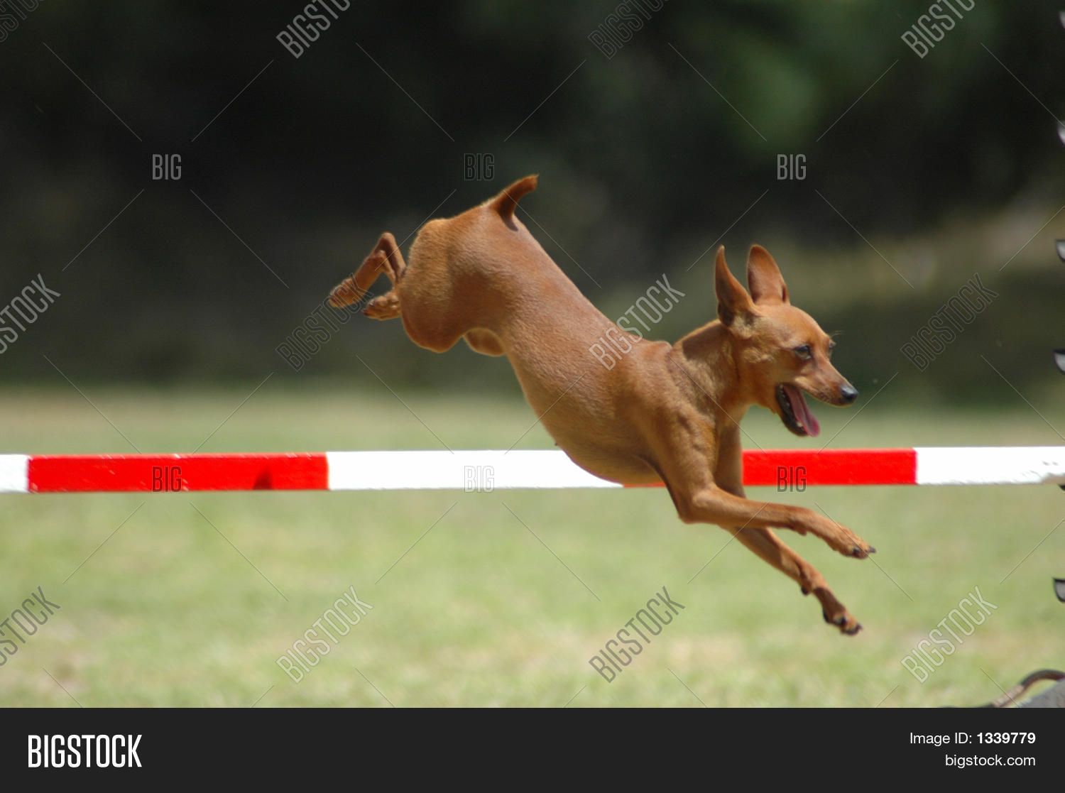 Miniature Pinscher Dog Image & Photo (Free Trial) | Bigstock