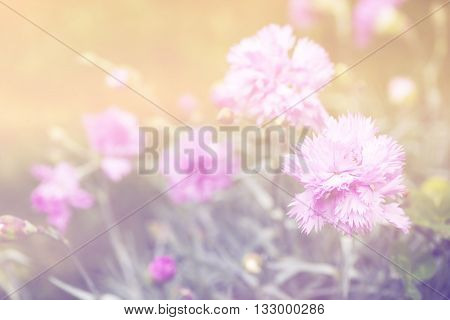 Dianthus or carnation flowers in the garden