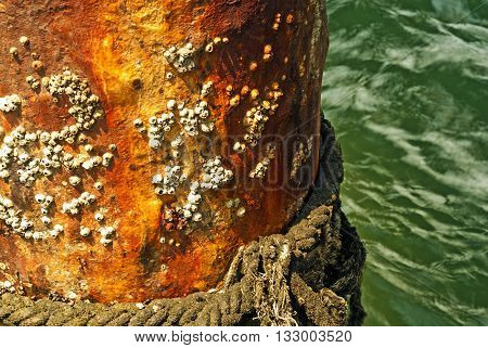 Steel columns of concrete bridge in the sea