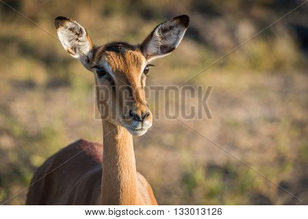 Close-up Of Female Impala Head And Neck