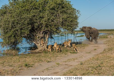 Elephant Chases Six Lions Away From Tree