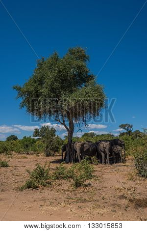 Elephant Herd Standing In Shade Of Tree