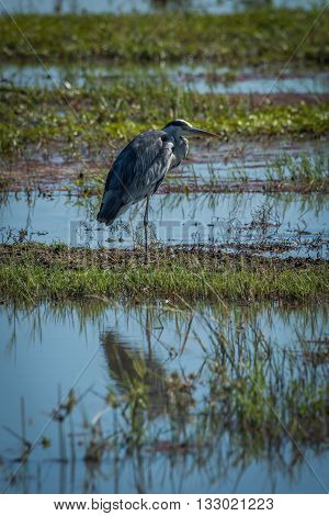Grey Heron On Grassy Bank In Shallows