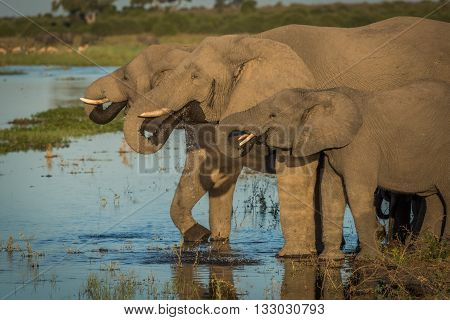 Three Elephants In Line Drinking From River