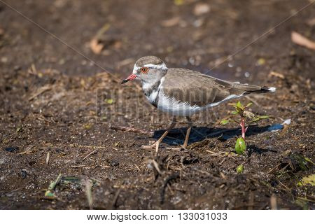 Three-banded Plover In Profile Walking Along Riverbank
